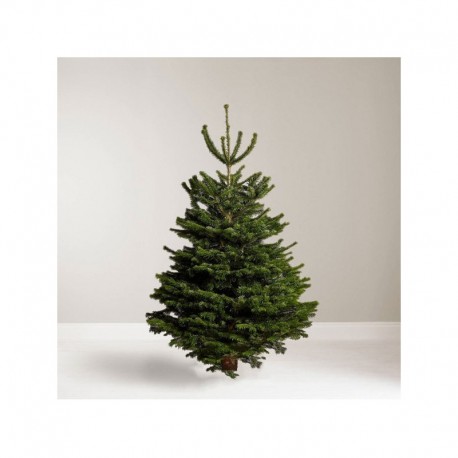 6ft Nordmann Fir Christmas Tree - (180cm - 210cm)